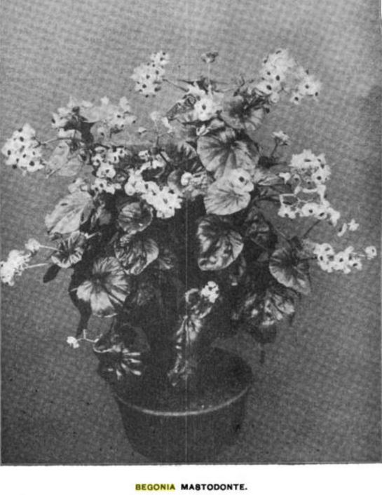 B. ‘Mastodonte’